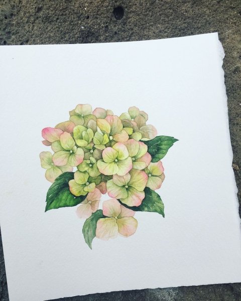Голубая гортензия акварель