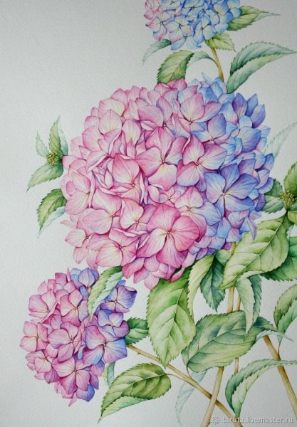 Гортензия пурпурная акварель