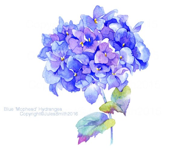 Рэйчел МАКНОТОН