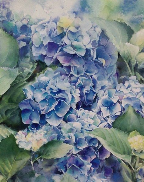 Гортензия Ботаническая иллюстрация