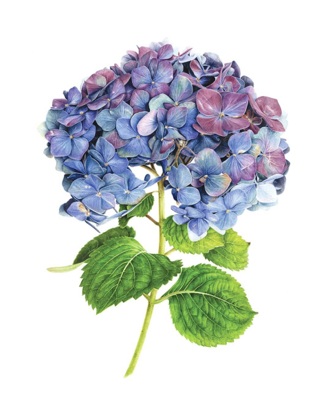 Гортензия метельчатая акварель
