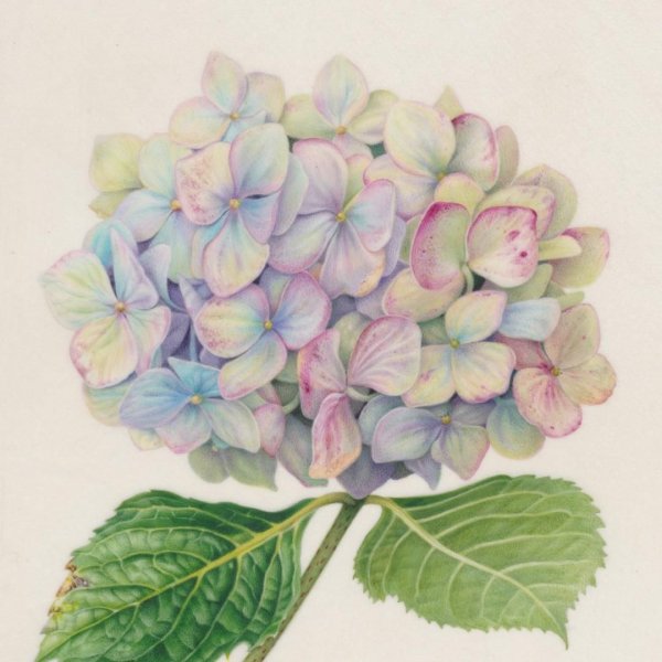 Гортензия крупнолистная акварель