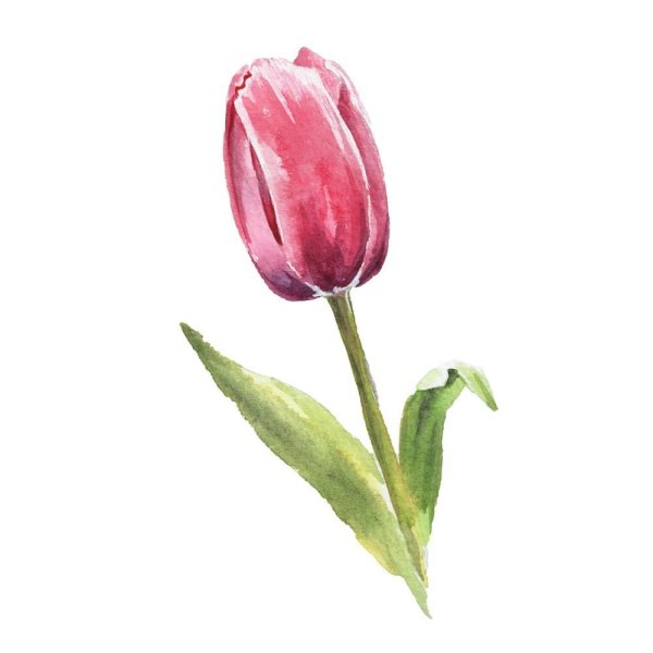 Тюльпаны рисунок акварелью