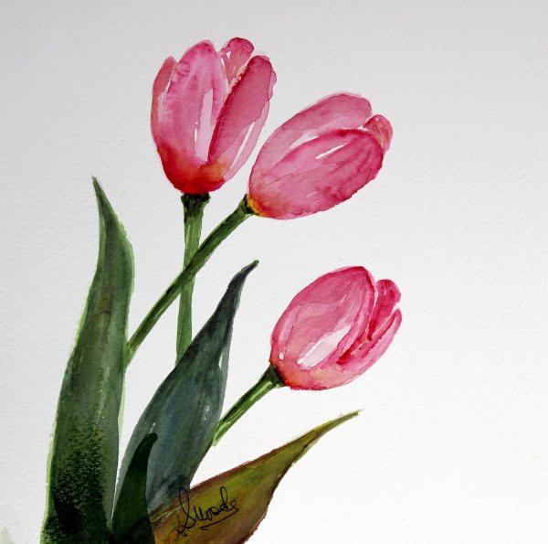 Акварельные цветы тюльпаны