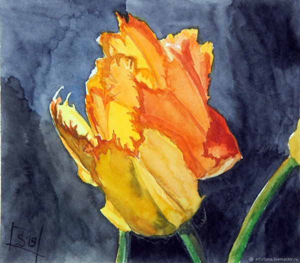 Тюльпаны акварелью для начинающих