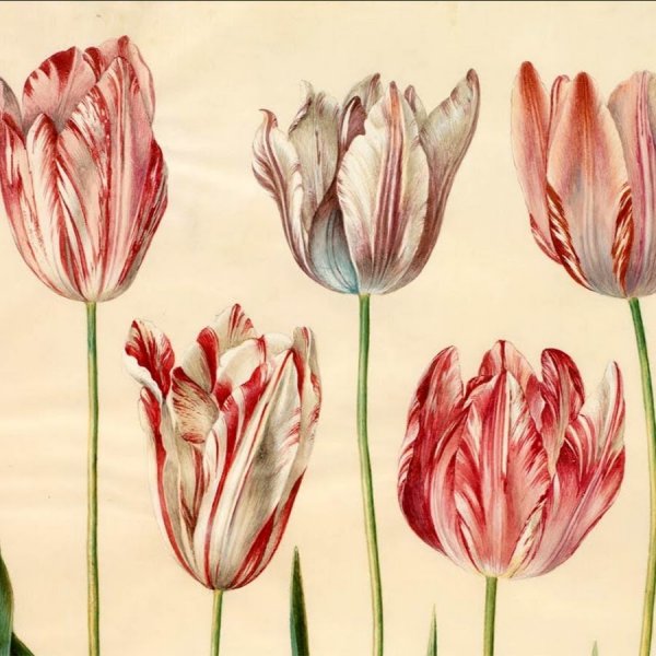 Тюльпаны акварелью