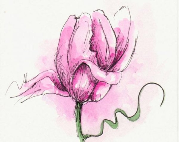 Тюльпаны акварелью скетч