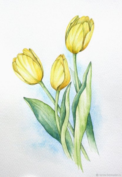 Желтые тюльпаны акварель