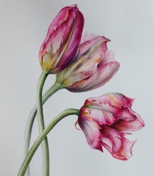 Попугайные тюльпаны акварель