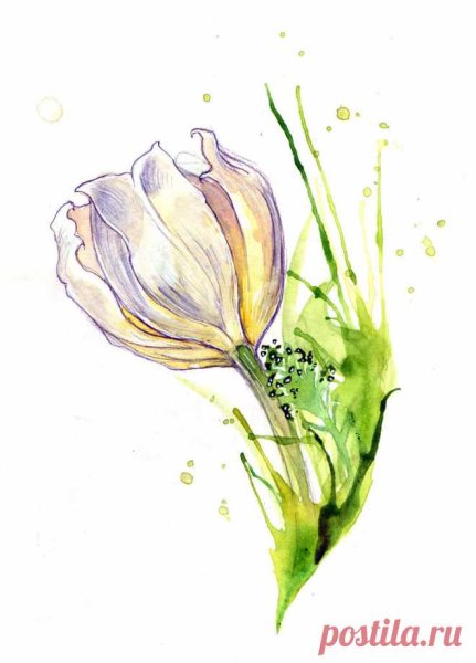 Белые тюльпаны акварель