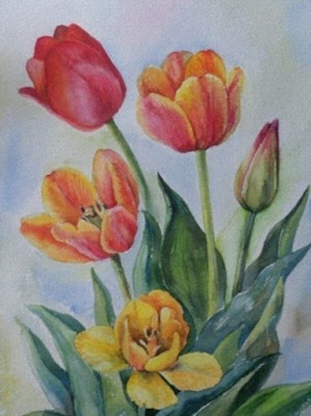 Тюльпаны цветными карандашами
