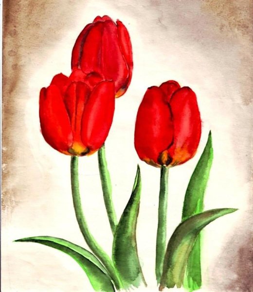 Тюльпаны карандашом