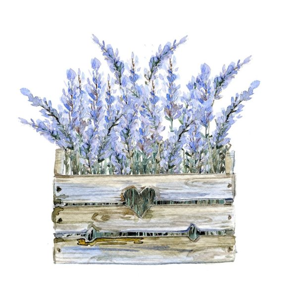 Скетчинг акварелью Лаванда