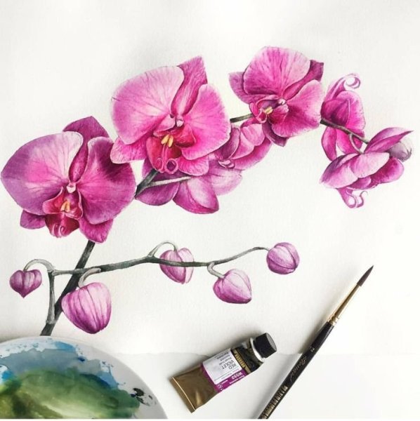 Фаленопсис акварель