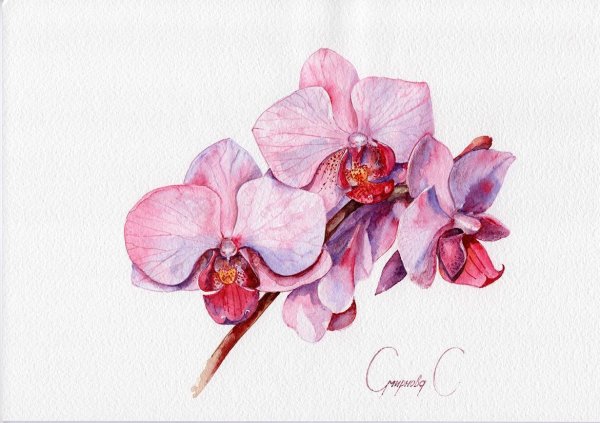 Орхидея Акварелька