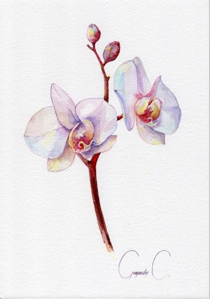 Орхидея Акварелька