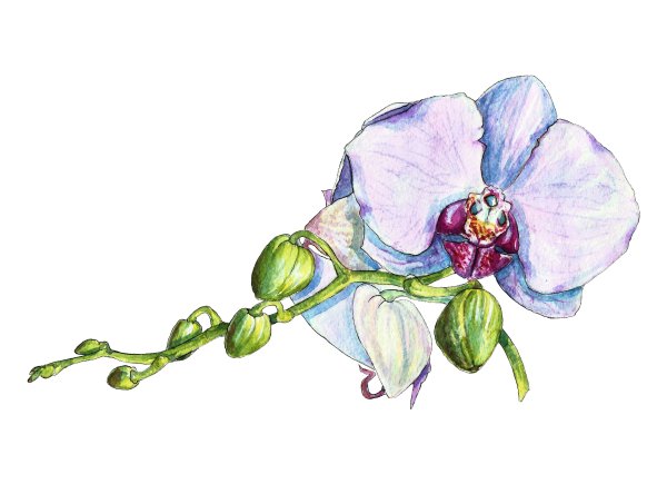 Орхидея Акварелька