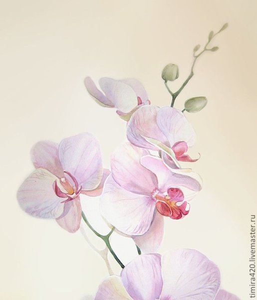 Орхидея в живописи акварель