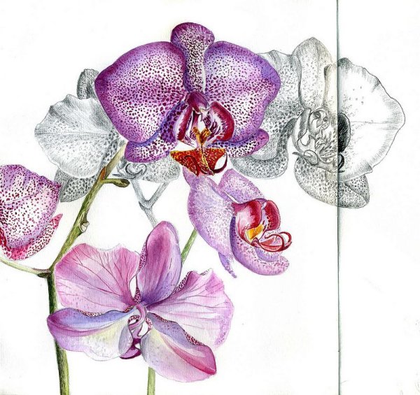 Орхидея акварель