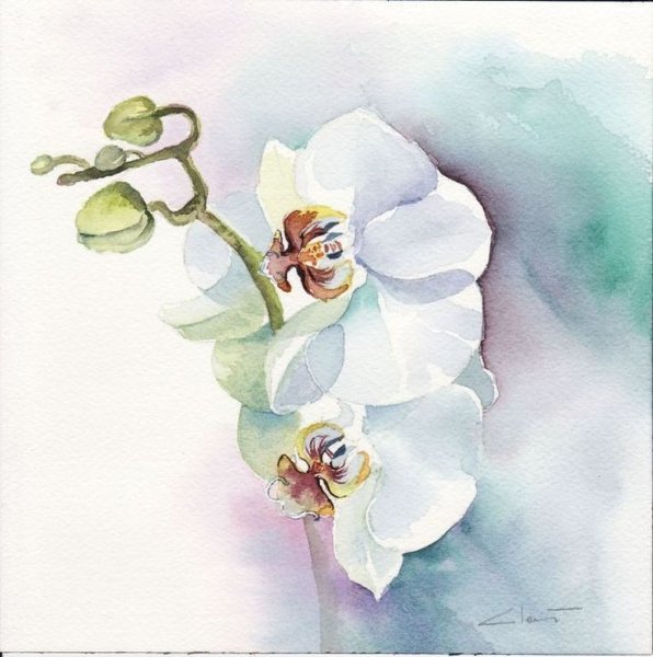 Фаленопсис акварель