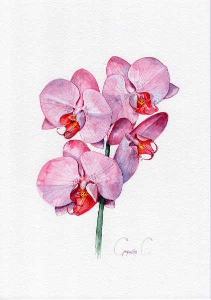 Ботаническая акварель Орхидея