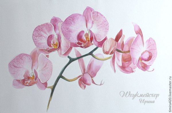 Фаленопсис акварель