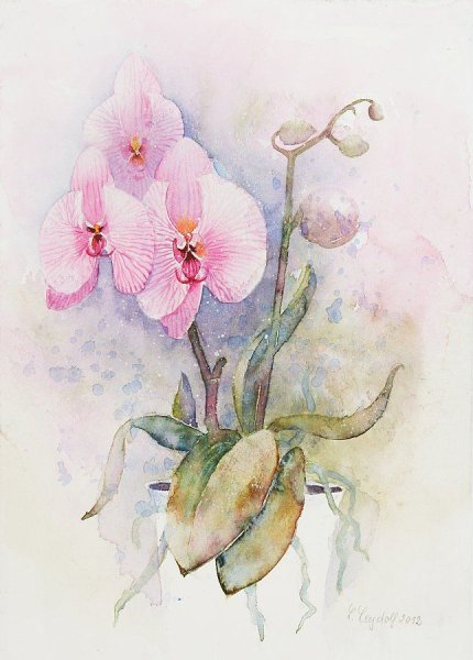 Акварельные орхидеи