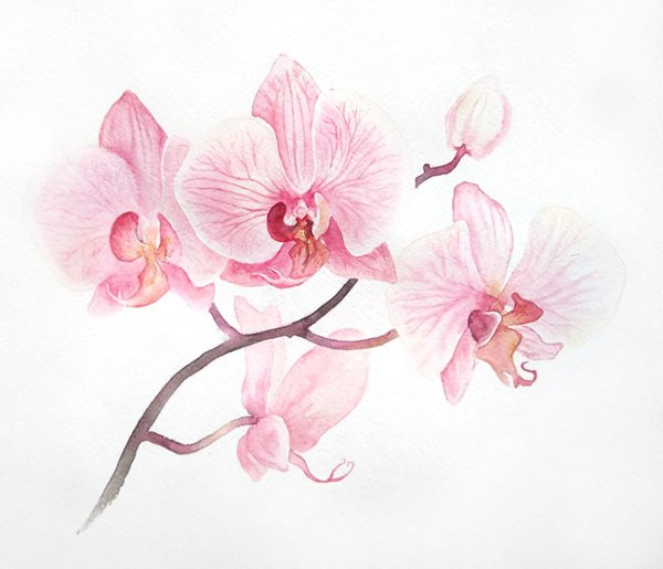 Орхидея акварель