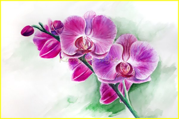 Орхидея акварель