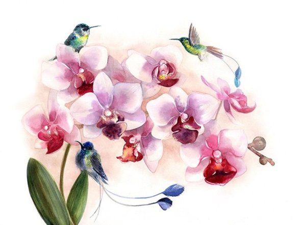 Фаленопсис акварель