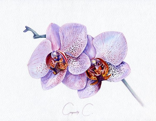 Орхидея акварель