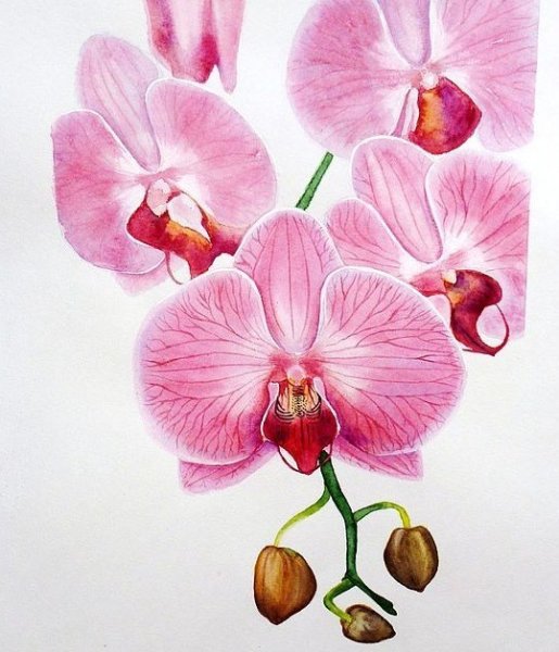 Фаленопсис акварель