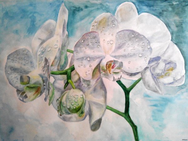 Орхидея акварель