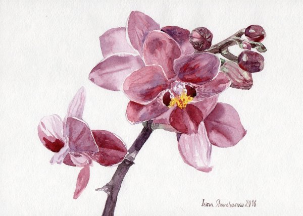 Фаленопсис Ватерколор