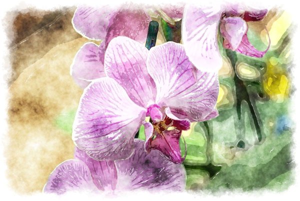 Скетчинг Орхидея