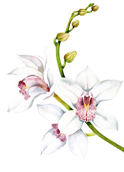 Орхидея скетч