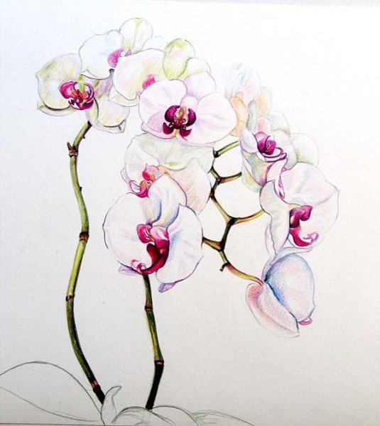 Цветы в акварелях таиландского художника Kitipong Maksin