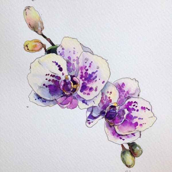 Орхидея акварель