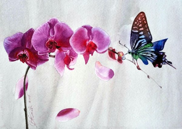 Акварельные орхидеи
