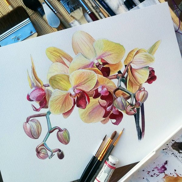 Орхидея Акварелька