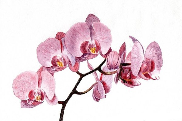 Kitipong_Maksin_ орхидеи