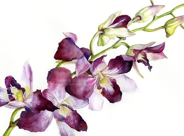 Фаленопсис Акварелька