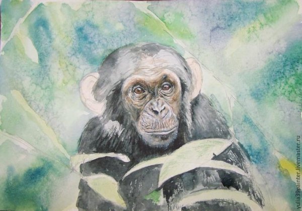Шимпанзе акварель