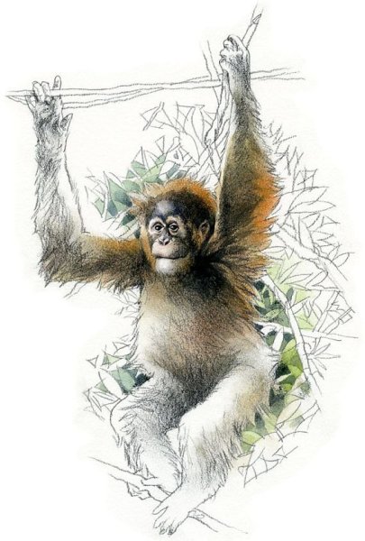 Акварельная обезьяна