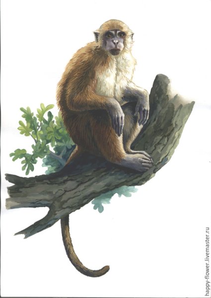 Мартышка акварель