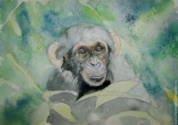 Шимпанзе акварель