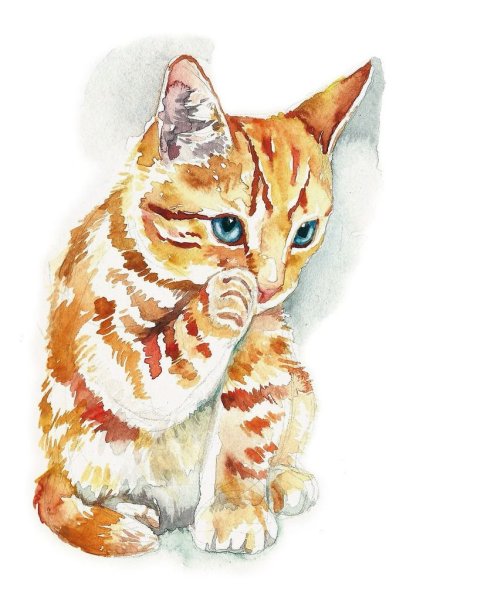 Кошка акварелью