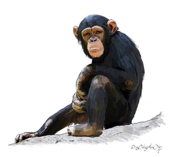 Обезьяна акварелью