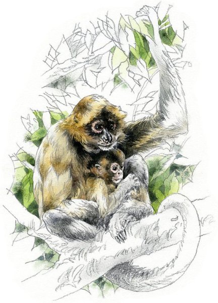 Зверьки акварелью обезьяна