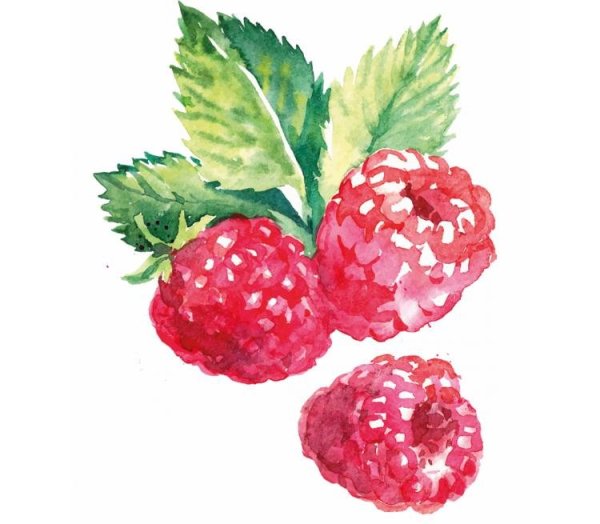 Малина акварель